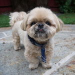 Un silky Tzu au pelage tricolore, portant une cravate autour du cou