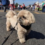 Un Silky Tzu debout sur une voie bitumée, portant un harnais et qui est tenu en laisse