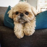 Un Silky Tzu au pelage tricolore, allongé sur un coussin dans un canapé et regardant la caméra