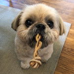 Un Silky Tzu au pelage tricolore, assis sur un tapis et tenant un biscuit dans sa gueule