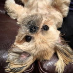 Un Silky au pelage tricolore et aux yeux marron, allongé sur le dos dans un canapé