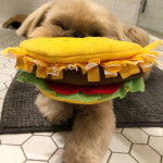 Un Silky Tzu au pelage bicolore, allongé sur une serpierre, et tenant une peluche dans sa gueule