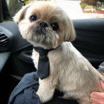 Un Silky Tzu au pelage tricolore, assis sur le siège d'une voiture et portant une cravate noir