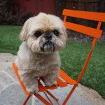 Un Silky Tzu au pelage tricolore, assis sur une chaise orange
