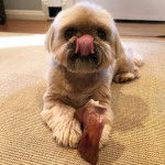 Un Silky Tzu allongé sur un tapis,  et ayant un morceau de viande entre les pattes