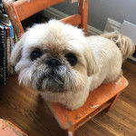 Un Silky Tzu au pelage tricolore, assis sur une chaise et regardant la caméra de haut