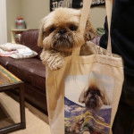 Un Silky Tzu au pelage tricolore, debout dans un sac