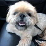 Un Silky Tzu assis sur le siège d'une voiture, tenu en laisse et ayant la gueule légèrement ouverte