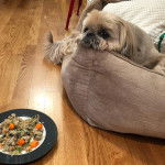 Un Silky Tzu au pelage tricolore, allongé dans une couchette pour chien et semblant vouloir manger