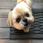 Un Silky Tzu au pelage tricolore, regardant la caméra de haut et ayant la gueule légèrement ouverte