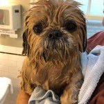 Un Silky Tzu au pelage mouillé, tenu dans les bras d'une personne qui l'essuie avec une serviette