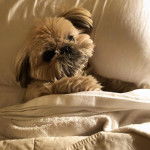 Un Silky Tzu au pelage bicolore, allongé sous une couverture et ayant la tête posé sur un coussin