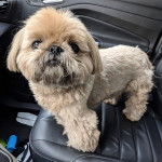 Un Silky Tzu au pelage tricolore, debout sur le siège d'une voiture