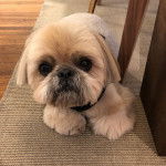 Un Silky Tzu au pelage tricolore, allongé sur un tapis et portant un harnais