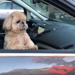 Un Silky Tzu au pelage tricolore, ayant ses pattes avant posées sur la portière d'une voiture