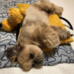 Un Silky Tzu au pelage tricolore, allongé sur une couchette pour chien