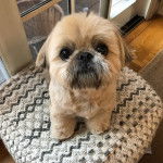 Un Silky Tzu au pelage tricolore, assis sur un coussin et regardant la caméra de haut