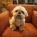 Un Silky Tzu au pelage tricolore, assis dans un fauteuil et tirant légèrement la langue