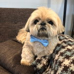 Un Silky Tzu au pelage tricolore, allongé sur un coussin, dans un canapé et portant un noeud au cou