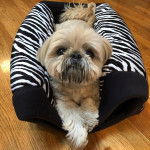 Un Silky Tzu au pelage tricolore, allongé dans une couchette pour chien et regardant la caméra