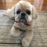 Un Silky Tzu au pelage tricolore, allongé sur un tapis et portant un noeud au cou