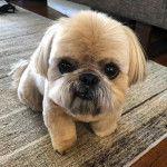 Un Silky Tzu au pelage tricolore, assis sur une table en bois et regardant la caméra
