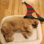 Un Silky Tzu au pelage unicolore, allongé dans une couchette pour chien et semblant dormir 