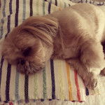 Un Silky Tzu au pelage bicolore, allongé sur un drap et semblant dormir