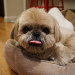 Un Silky Tzu allongé dans une couchette pour chien, regardant la caméra et tirant la langue