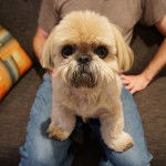 Un Silky Tzu au pelage tricolore, assis sur les cuisses d'une personne et regardant la caméra