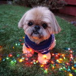 Un Silky Tzu au pelage tricolore, assis sur une surface gazonné et portant un habit