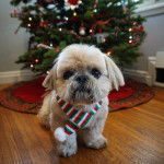 Un Silky Tzu au pelage tricolore, assis sur un plancher en bois et portant un foulard au cou