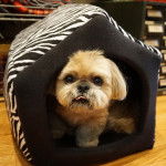 Un Silky Tzu allongé dans sa niche et regardant la caméra