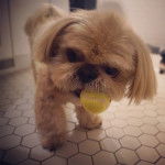 Un Silky Tzu debout sur un sol carreler, et tenant une balle de tenis dans sa gueule