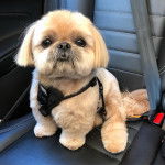 Un Silky Tzu au pelage tricolore, assis dans une voiture et portant un harnais