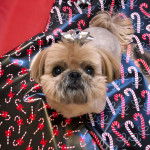 Un Silky Tzu assis sur un tissu, portant un noeud sur la tête et regardant vers la caméra 