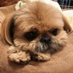 Un Silky Tzu au pelage tricolore, allongé dans une couchette pour chien 