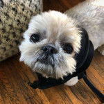 Un Silky Tzu debout sur un plancher en bois, portant un harnais et qui est tenu en laisse