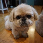 Un Silky Tzu au pelage tricolore, assis sur un plancher en bois et regardant la caméra