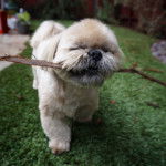 Un Silky Tzu marchant une surface gazonné, et tenant un morceau de bois dans sa gueule