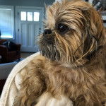 Un Silky Tzu au pelage bicolore, sur une serviette blanche