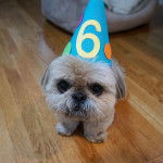 Un Silky Tzu au pelage tricolore, assis sur un paruet et ayant un chapeau en forme de cône sur la tête