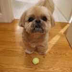 Un Silky Tzu au pelage tricolore, debout sur un plancher en bois et en face d'une balle 