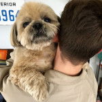 Un Silky Tzu au pelage tricolore, tenu dans les bras d'une personne et regardant la caméra