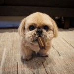 Un Silky Tzu au pelage tricolore, assis sur un tapis et ayant un objet en plastique dans sa gueule