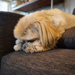 Profil d'un Silky Tzu au pelage bicolore, allongé dans un canapé