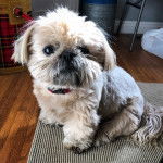 Un Silky Tzu au pelage tricolore, assis sur un tapis et portant un collier au cou