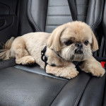 Un Silky Tzu au pelage tricolore, allongé sur le siège d'une voiture et portant un harnais