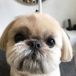 Un Silky Tzu au pelage tricolore, regardant la caméra