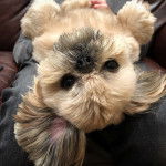 Un Silky Tzu au pelage bicolore, allongé sur des coussins dans un canapé